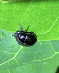 Apogonia cribricollis