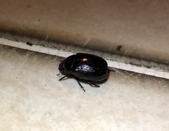 Apogonia cribricollis