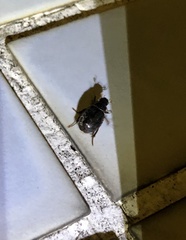 Apogonia cribricollis