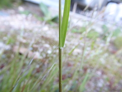 Rytidosperma buchananii