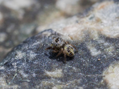 Pellenes geniculatus