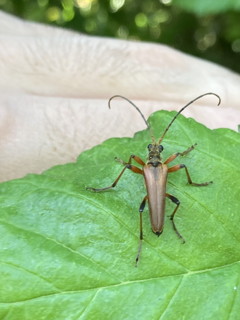 Stenocorus