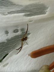 Ebrechtella pseudovatia