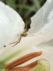 Ebrechtella pseudovatia