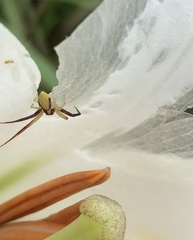 Ebrechtella pseudovatia