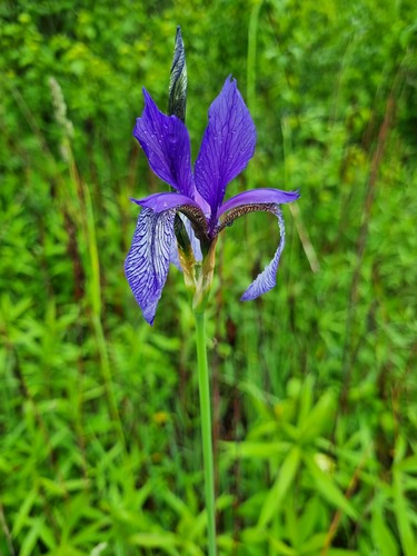Sibirska perunika (Iris sibirica)