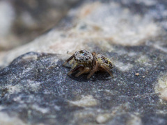 Pellenes geniculatus