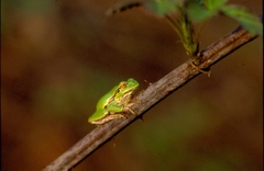 Hyla intermedia