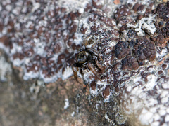 Pellenes geniculatus