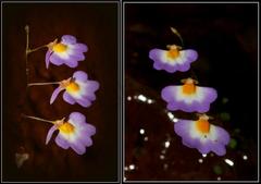 Utricularia striatula