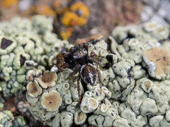 Pellenes geniculatus