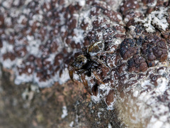 Pellenes geniculatus