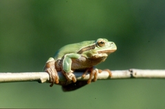 Hyla intermedia