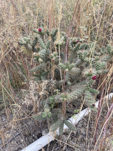 iNaturalist observation photo of Coast Cholla