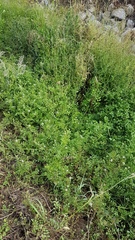 Nasturtium microphyllum