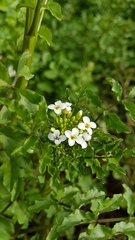 Nasturtium microphyllum