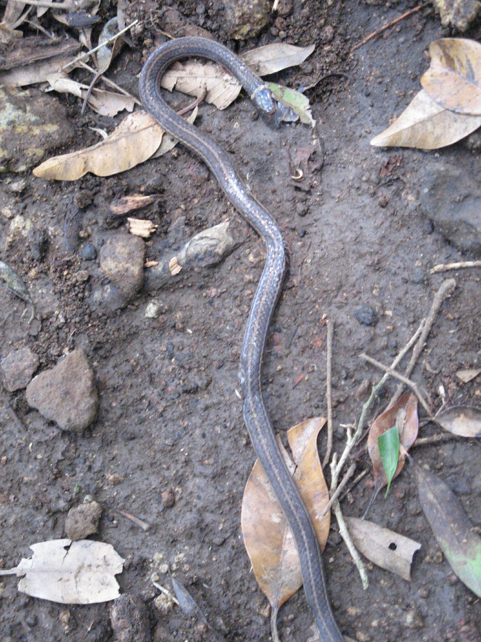 Mertens' Centipede Snake photo 4