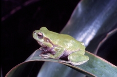 Hyla sarda