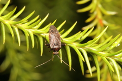 Diomocoris