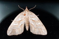 Chalastra aristarcha