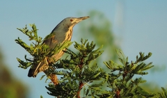 Ixobrychus sturmii