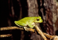 Hyla sarda