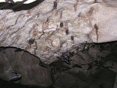 Hipposideros larvatus