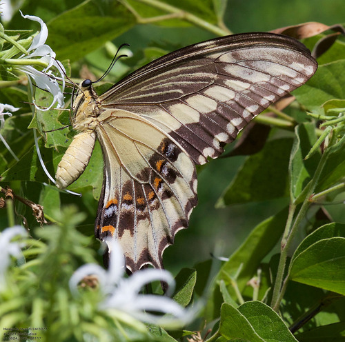 Ornythion Swallowtail photo 5