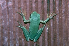 Hyla orientalis