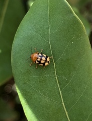 Cryptocephalus luteosignatus