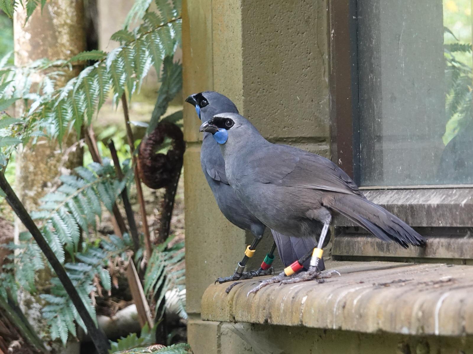 North Island Kokako illustration