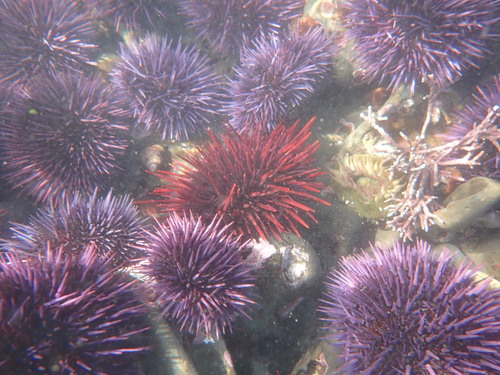 Red Sea Urchin, San Mateo County, CA, USA, photo 8 of 10