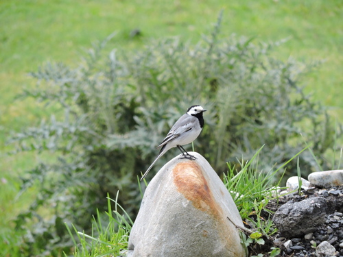 trasochvost biely (Motacilla alba)