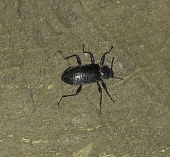 Derosphaerus sinensis