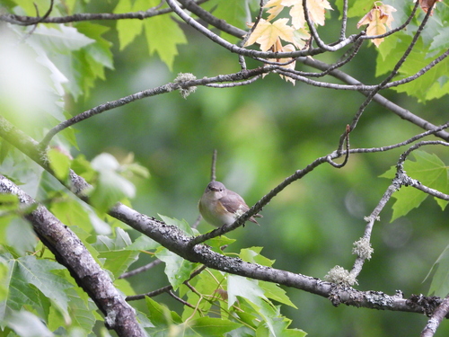 Setophaga ruticilla image