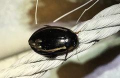 Pettancylus baconi
