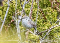 White-Browed Tit-Warbler photo 4