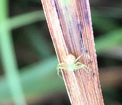 Diaea subdola