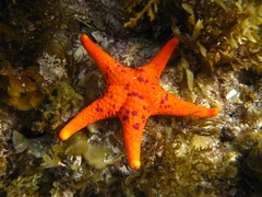 Nectria