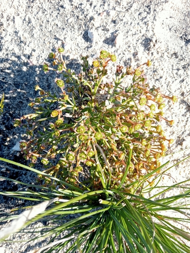 Image of Euphorbia silenifolia by (c) Stephen Smuts, some rights reserved (CC BY-SA)