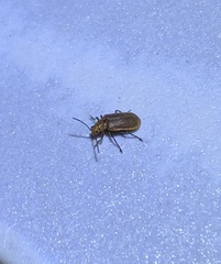 Galerucella grisescens