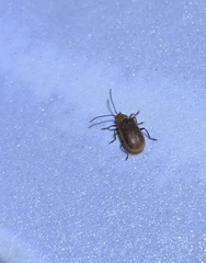 Galerucella grisescens