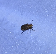 Galerucella grisescens