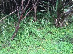 Phormium tenax