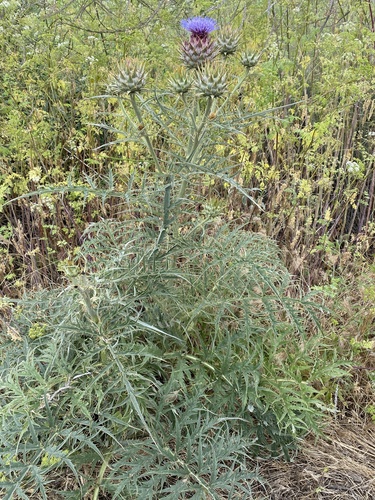 iNaturalist observation photo of Artichoke Thistle