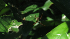 Argiope perforata