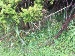 Phormium tenax