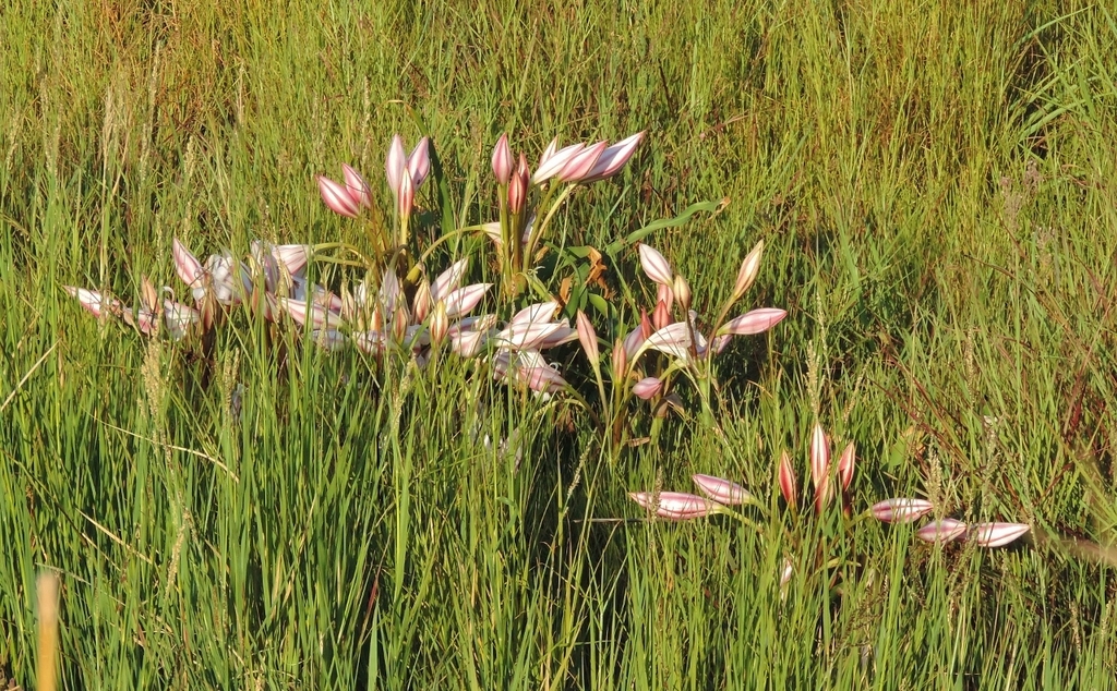 Pyjama lily (Crinum macowanii)