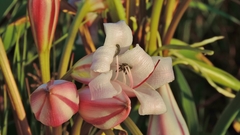 Crinum macowanii image