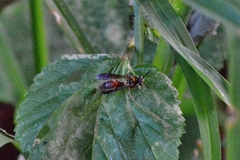 Polybia chrysothorax